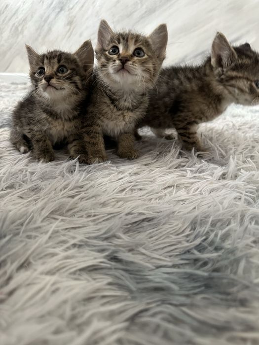Котёнок маленький