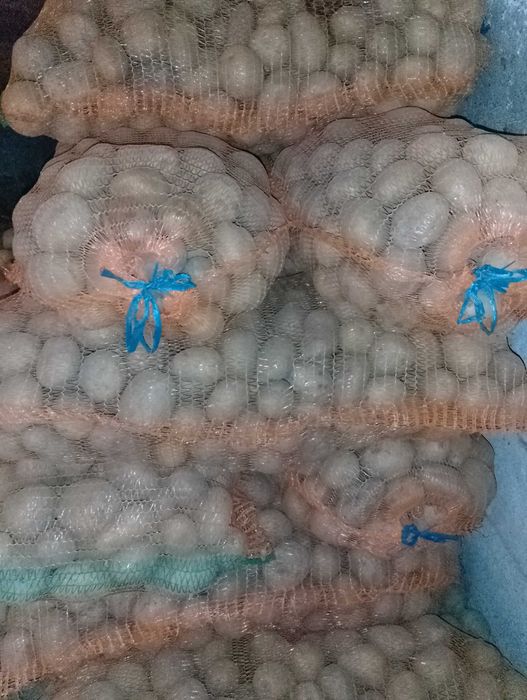 Ceapa cartofi consum sí samanta