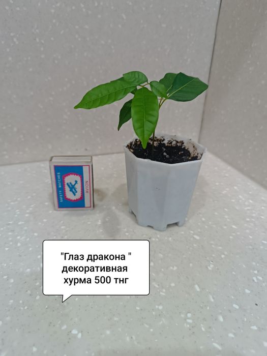 Цветы в горшках комнатные