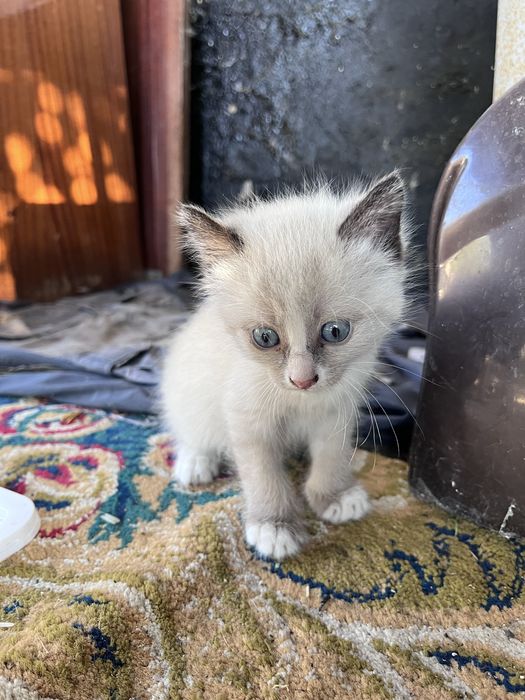 Отдам котят в добрые хорошие руки