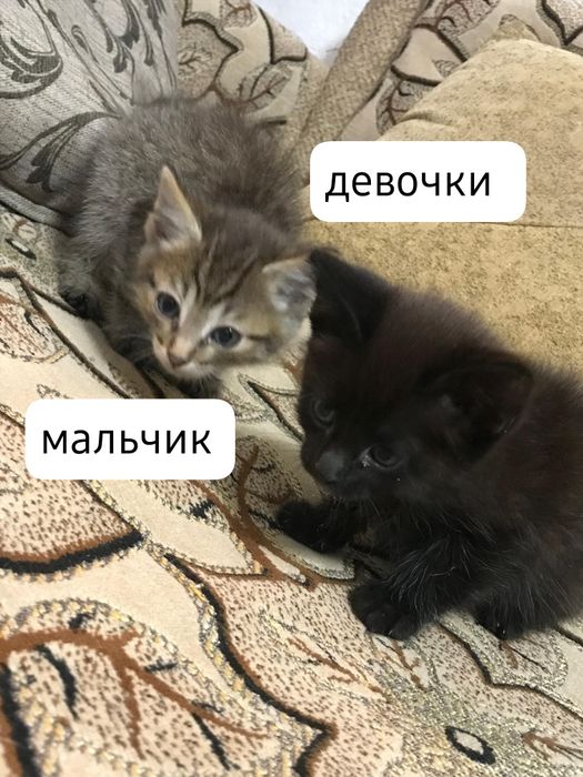 Отдам котят в добрые руки