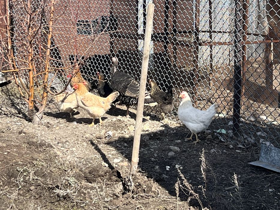 Продам курей и индейку домашние