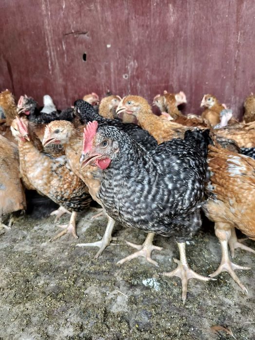 Ferma de pui găini și rate
