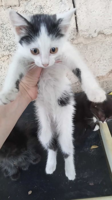 Домашние котятки в добрые руки