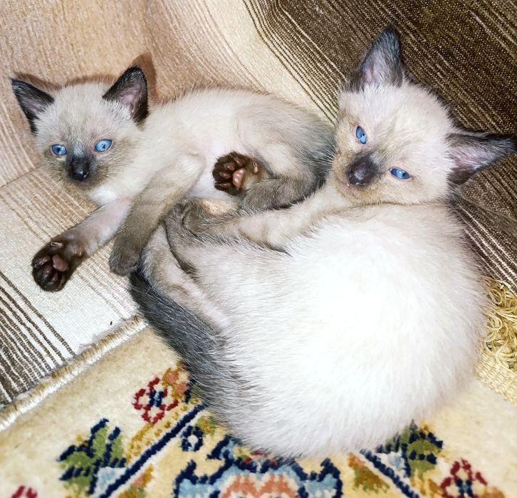 Продам голубоглазых котят