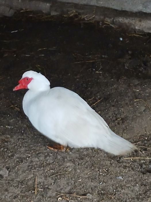 Vand trei ratoi mute