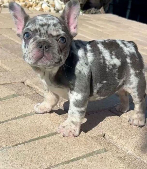 Bulldog francez mascul