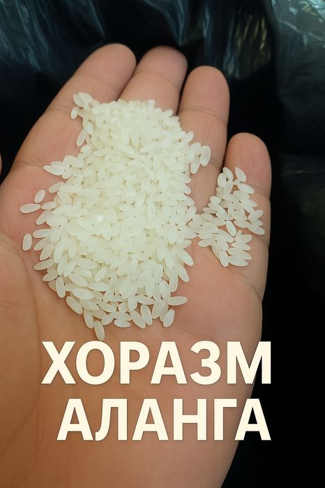 Хоразм гуруч база, оптом перечисления бор, Xorazm guruch optom