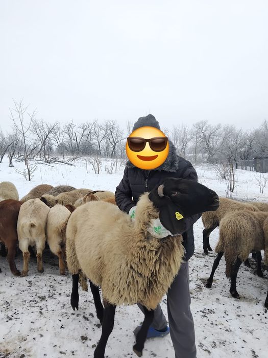 Berbec 2 ani sarbesc