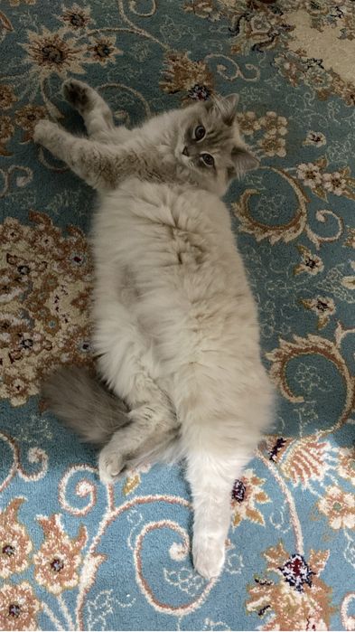 Кошечка Юки 9-10 месяцев
