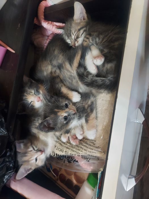 Отдам котят.игривые ласковые.мама мышеловка. Будут ловить!!!