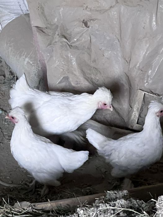 Tovuq hurozlar sotiladi yaponcha parodni Qora Oq