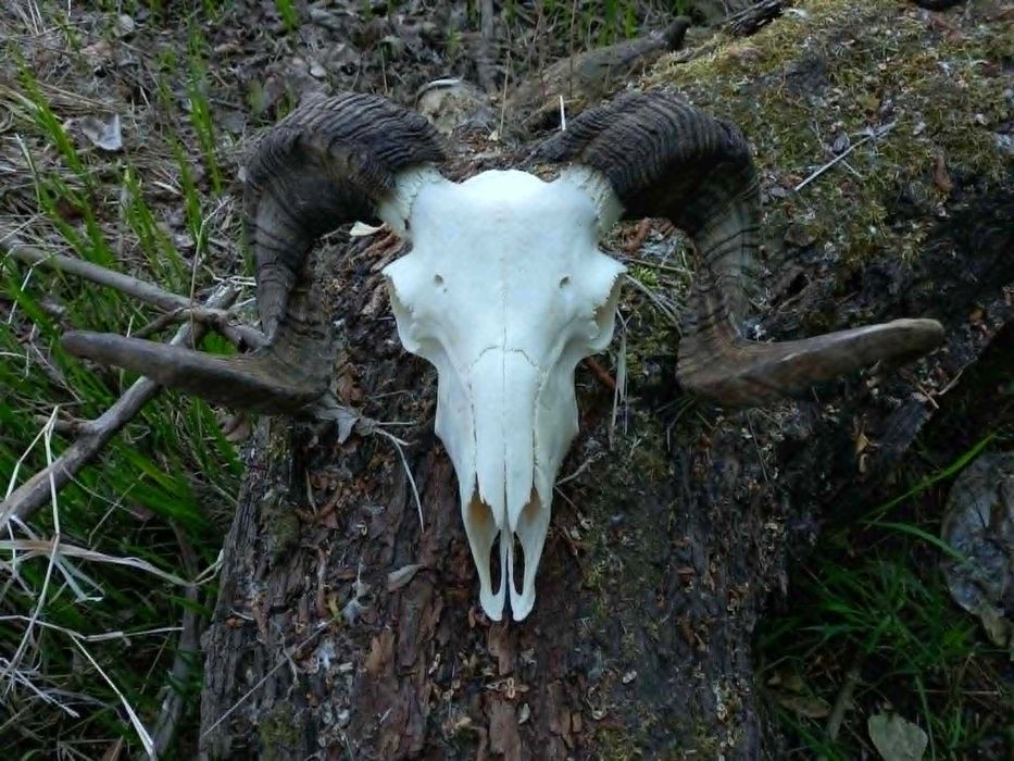 trofeu-trofee-craniu-coarne de berbec negru