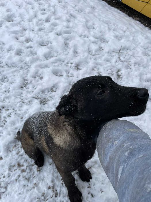 Малиноа- белгийска овчарка