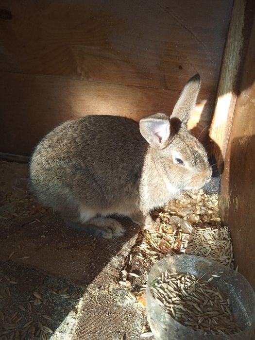 Продам кролика велекан девочка 2 месяца или обмен