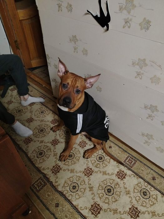 Ищем девочку для красавца