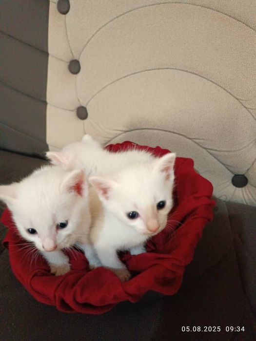 Chiroyli mushukchalar sotiladi! 500 000 sum kami bor