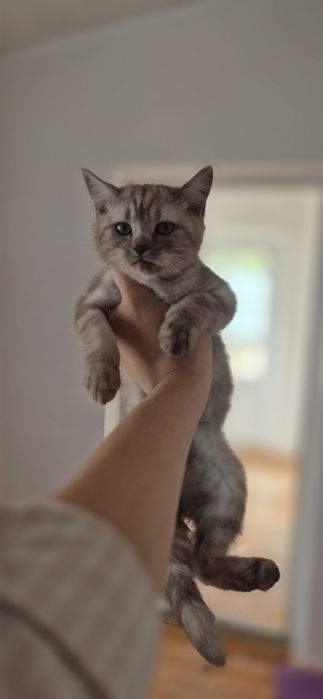 Котёнок парода британский