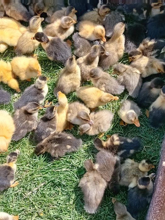 Vând boboci de rața