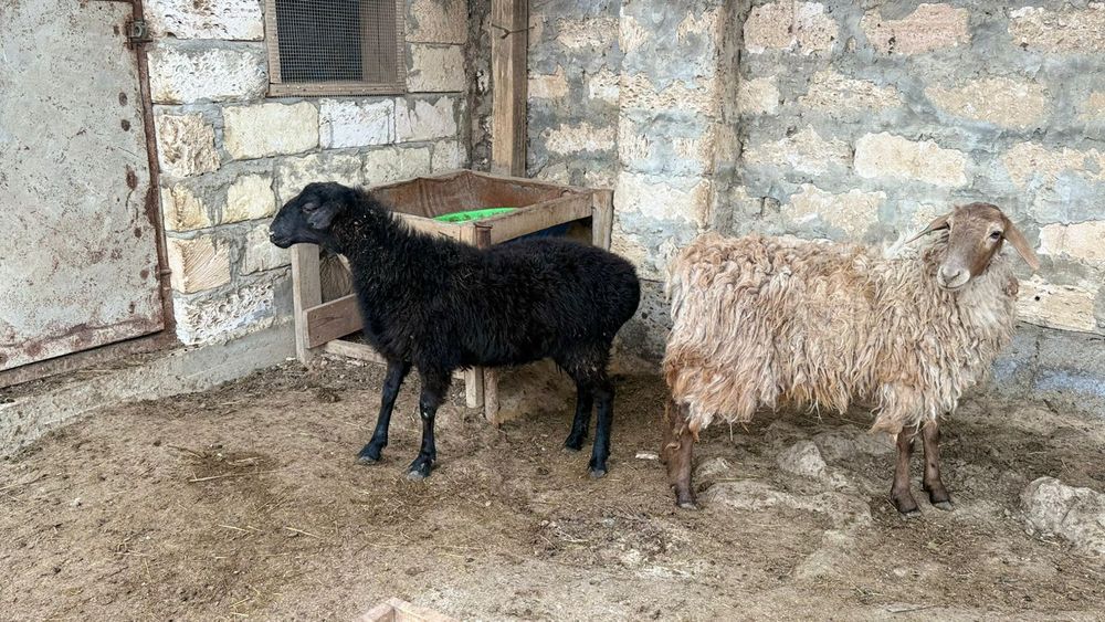 Екі ұрғашы тоқты сатылады  екеуде семіз