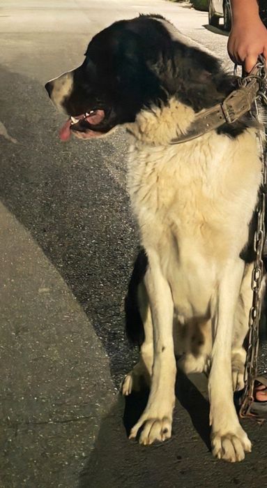 Вязка Алабай мальчик