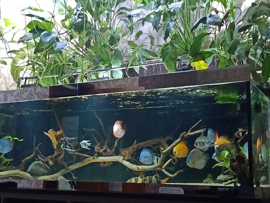 Продам аквариум 1600л.