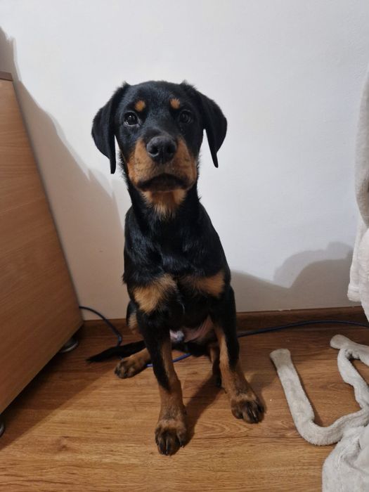 Vanzare pui rottweiler rasa pura