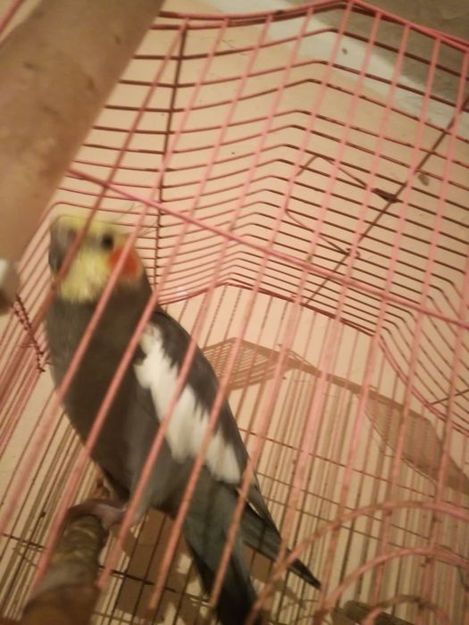 Птица тропик домашнее .. Капелла.