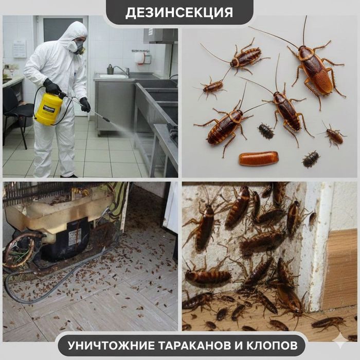 Полное уничтожение ТАРАКАНОВ, КЛОПОВ, блох и пр. Дезинфекция