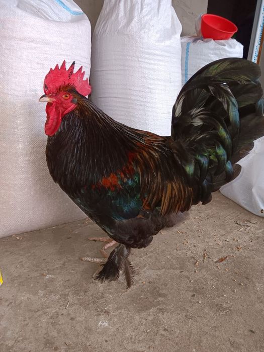 Cocosi metiși de vânzare