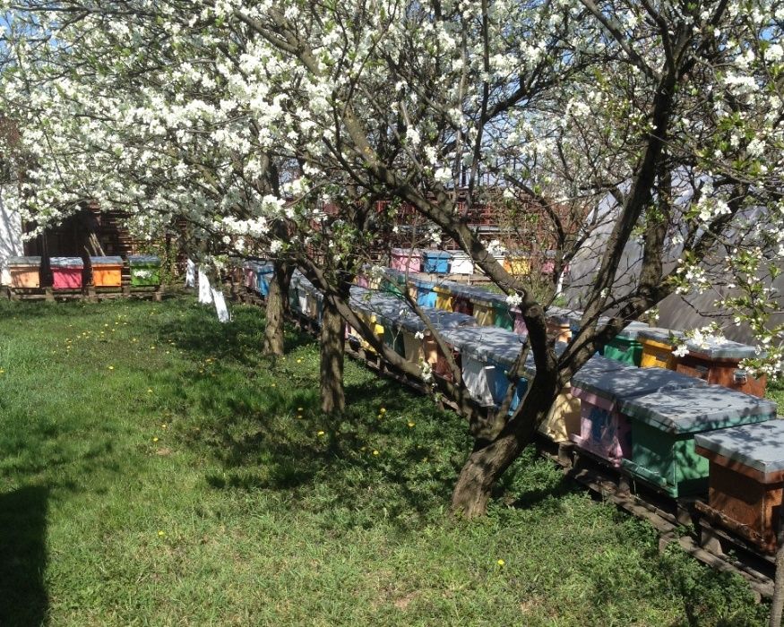 Vand miere albine direct din stupina, jud. arad