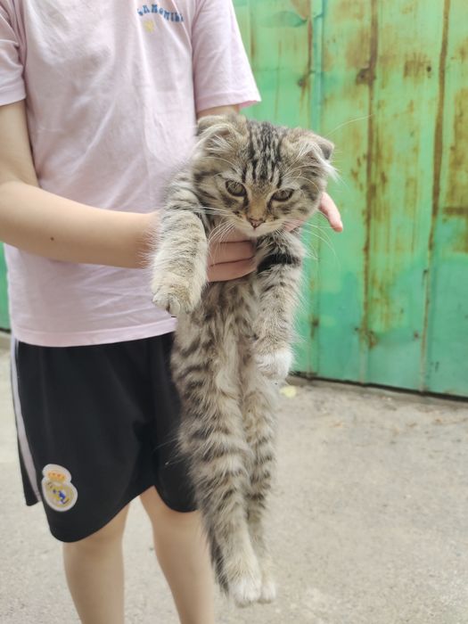 Продам котенка вислоухий возраст 2или 3  месяцев. Очень ласклвый