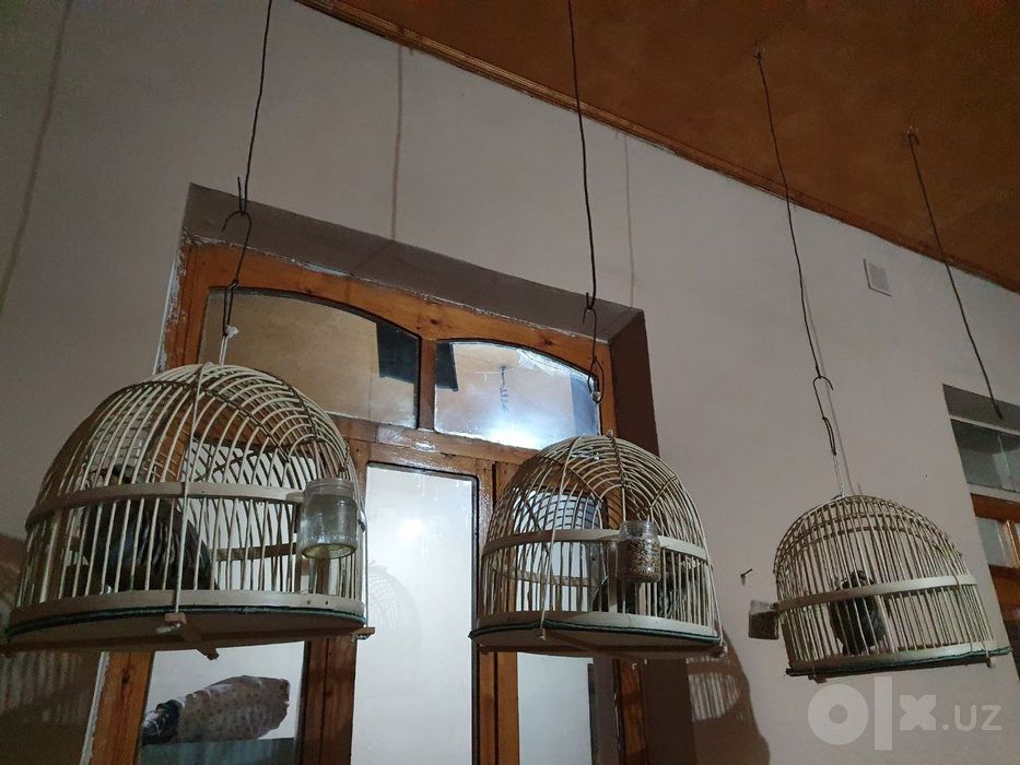 Каклик Нар серхон ром