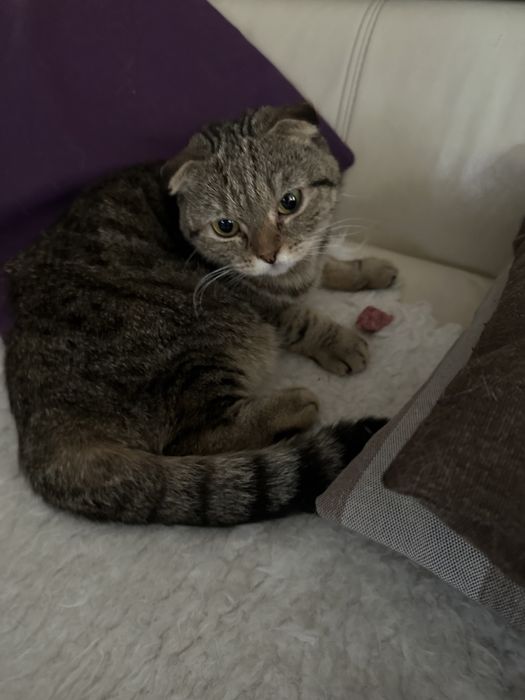 Найдена кошечка вислоухая