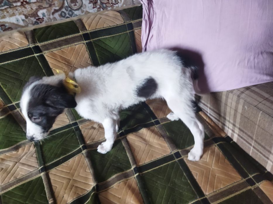 Щенки. В описание!