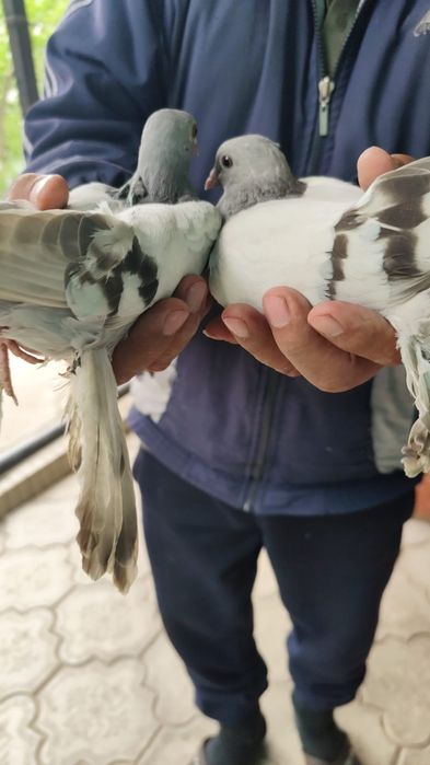 Голуби, вольные, летные, с игрой