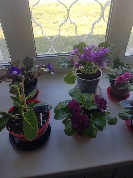 Коллекция комнатных цветов