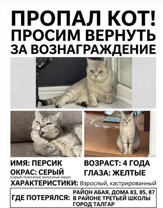 Пропал любимый кот,часть семьи