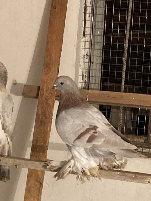 Голуби, кептер оптом по штучно