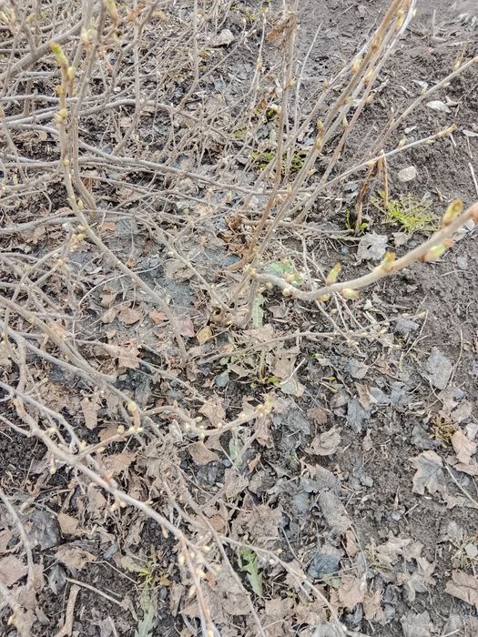 Саженцы смородины, малины, клубники