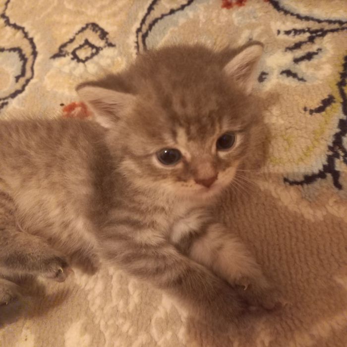 Котята  мальчики один месяц