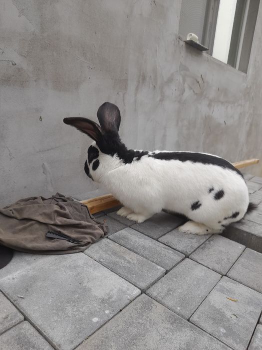 Disponibili puiu de fluture german și o femela janes de 3.5 luni