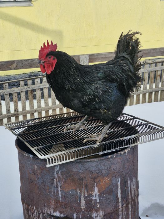 Продам петухов Джерсийский гигант