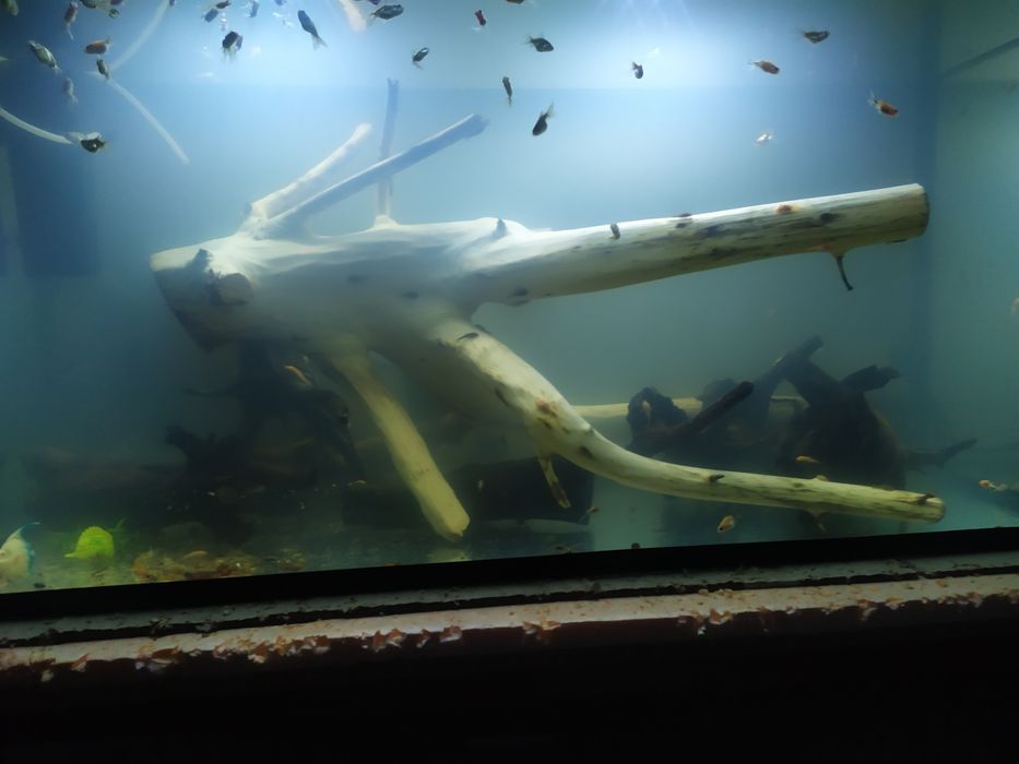 Коряга для большого аквариума.