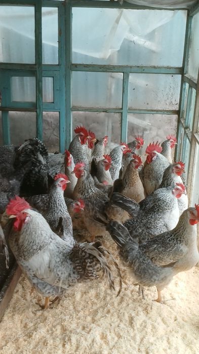 Продам породистые курей