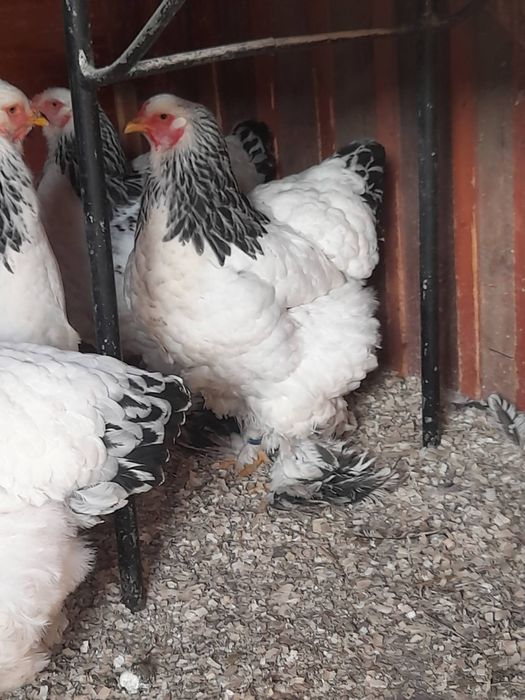 Vand pui brahma hd și brahma culoarea porțelan