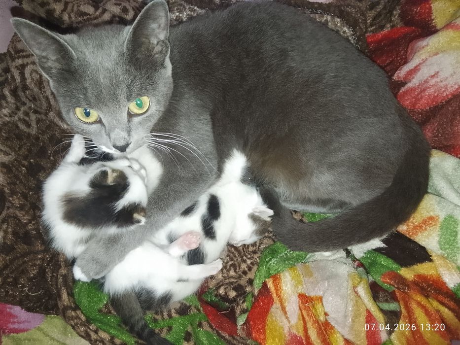 Отдам котят в добрые руки!