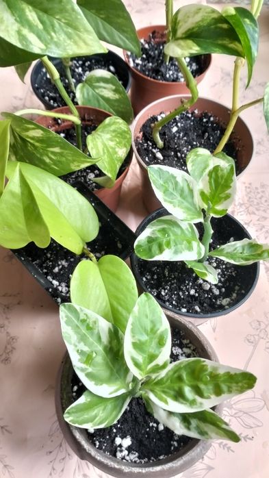 Цветы укорененные