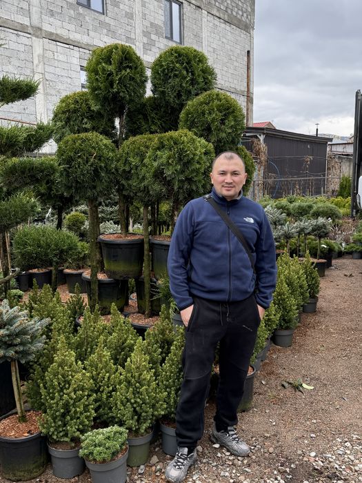 Яблони ель газон туя