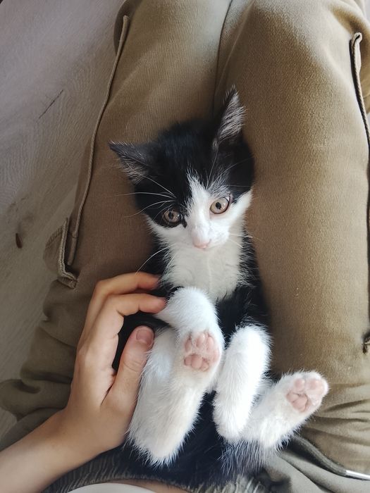 Домашние котята в доброе руки
